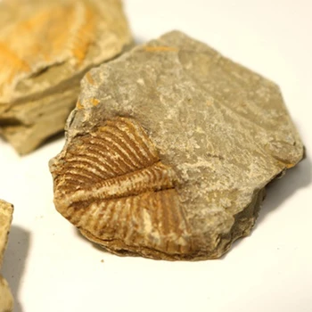1 PC Naturlige Trilobite Hale Fossile Gamle Fossiler Undervisning Prøver Samling