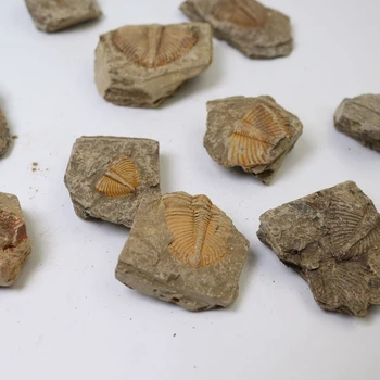 1 PC Naturlige Trilobite Hale Fossile Gamle Fossiler Undervisning Prøver Samling
