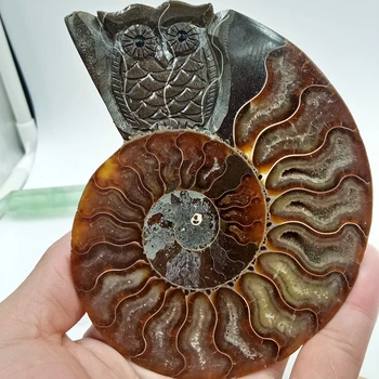12-15cm høj kvalitet for nautilus shell udskæring kraniet healing ugle Halloween dekorationer