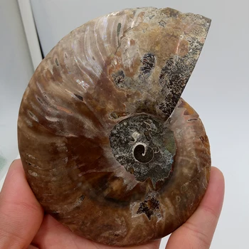 12-15cm høj kvalitet for nautilus shell udskæring kraniet healing ugle Halloween dekorationer
