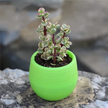 1stk Kreative Øko-venlige Farverige Mini Runde Plastic Anlæg Flower Pot Have Hjem Kontor Indretning Plantning Dekorative Krukker