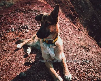 5D Diy Handmadel Diamant Maleri Dyr Mærkat Broderi Søde Hunde Kunst Billede af Rhinestones Home Decor