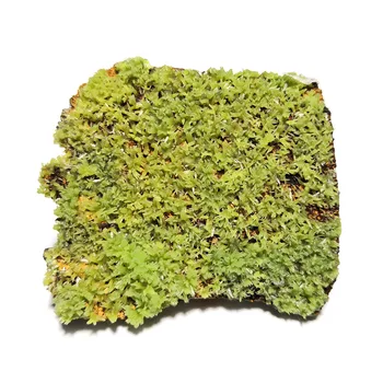 75g A1-4b Høj kvalitet Naturlige Pyromorphite Mineral Prøver Sjældne Samlinger Gave Dekorationer Fra Guangxi-Provinsen i Kina