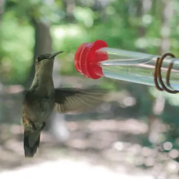 Courtyard bird feeder Røde Bær Kolibri-Arkføderen Vindue Reagensglas