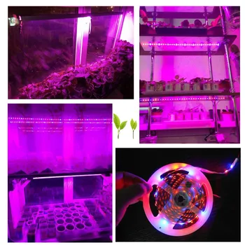 LED Plante Vokser strip Light DC 12V 5M 5 røde, 1 blå 5050 LED Strip lampe til Akvariet Hydroponics system Drivhus Plante, der Vokser