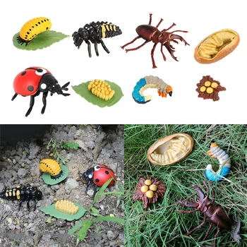 Livscyklus af En Insekt - Indeholder Æg, Larve, Og Insekt Pædagogiske