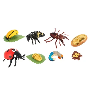 Livscyklus af En Insekt - Indeholder Æg, Larve, Og Insekt Pædagogiske