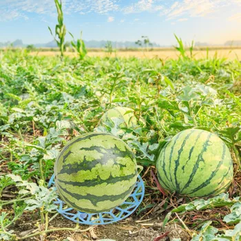 Melon frugt plantning skuffe have landbrugs-melon frugt anticorrosive rådne plast stabil skuffe Genanvendelige frugt Base