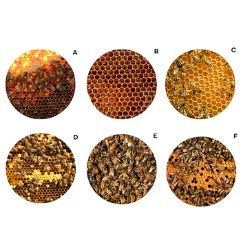 Mode Personlighed Honeycombs Tæppe Mat Bee Udskrivning-Gulvtæppe Mattextile Måtte Til Hjem, Bad, Soveværelser, RP8