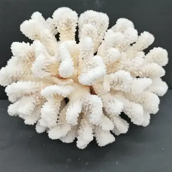 Naturlige Hvide Fossile Koral Cluster Crystal Akvarium Landskabspleje Ornamenter Decorationum Reef Prøve Home Decor Gave