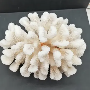 Naturlige Hvide Fossile Koral Cluster Crystal Akvarium Landskabspleje Ornamenter Decorationum Reef Prøve Home Decor Gave