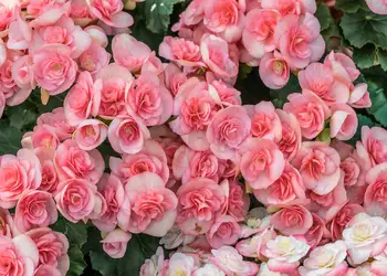Realistisk Pink Rose Blomst Baggrunde Bryllup Piger Happy Birthday Party Fotografering Baggrund Rekvisitter